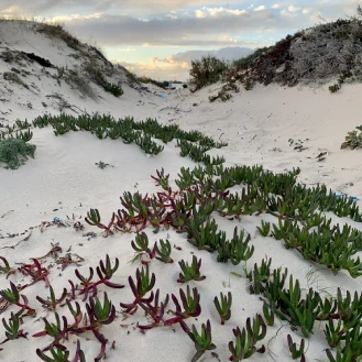 Dunes de la plage de Tazarka